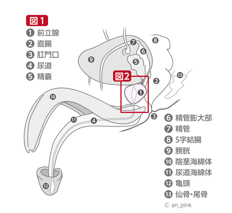 前立腺とその周りの器官