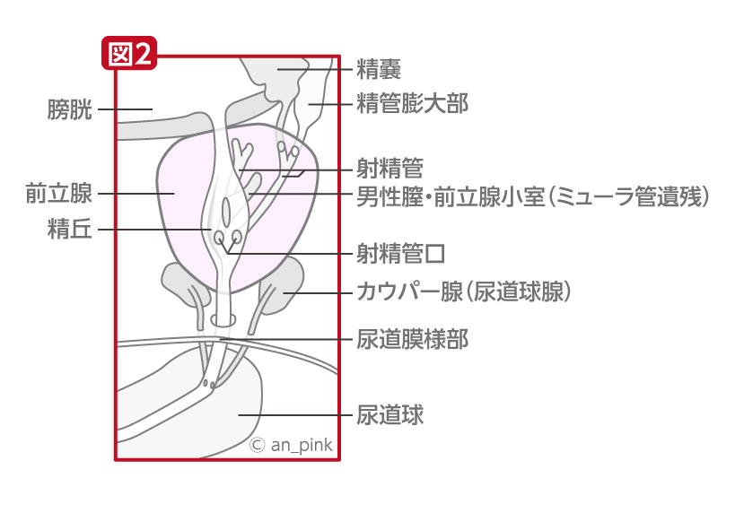 前立腺内の詳細