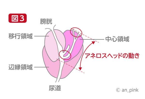 前立腺の解剖図